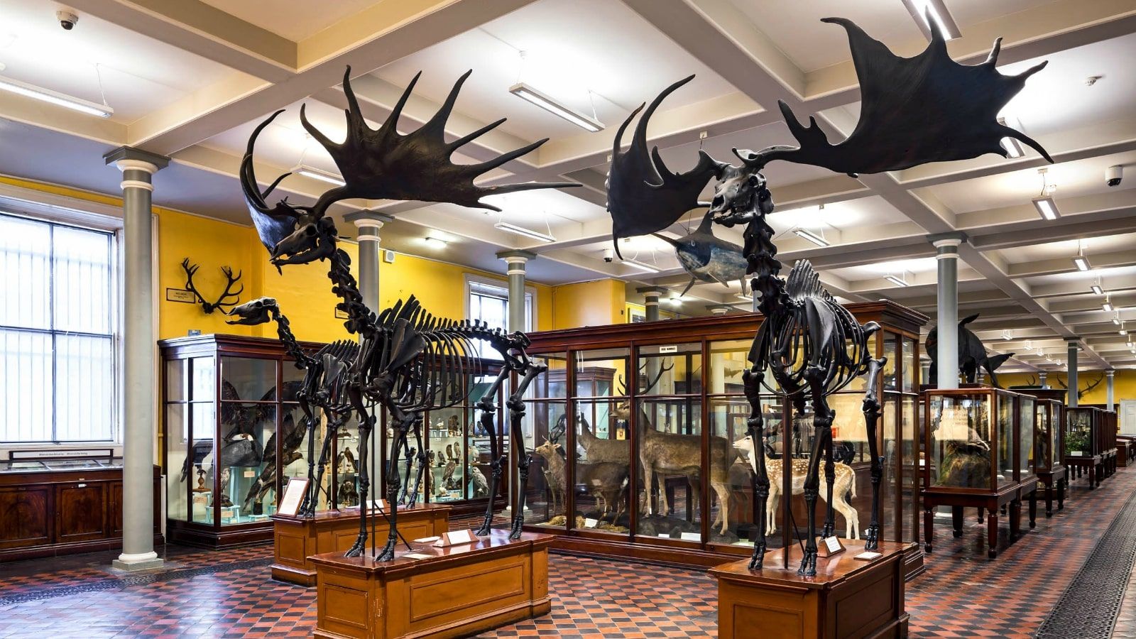 THE NATIONAL MUSEUM OF IRELAND NATURAL HISTORY 1